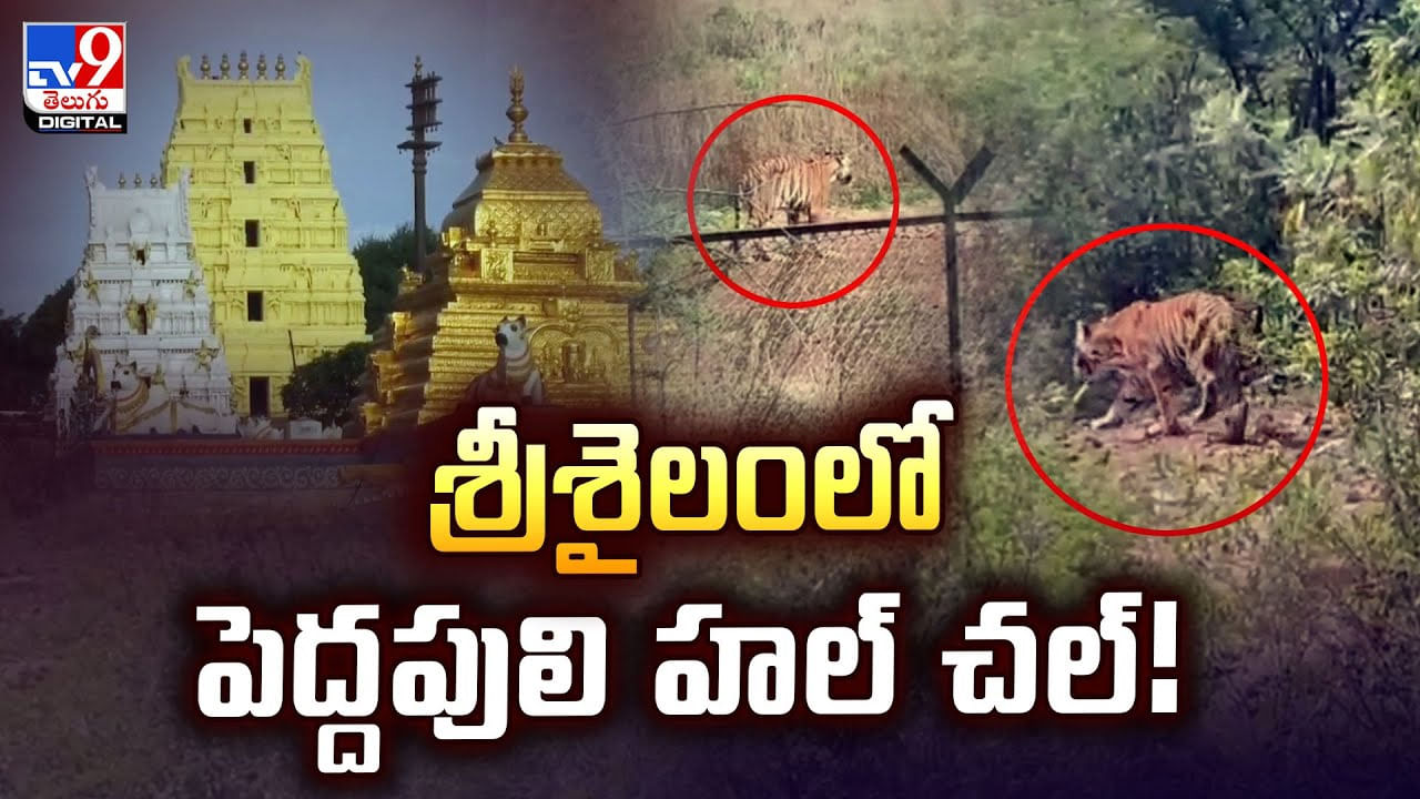 వామ్మో.. పెద్దపులి వచ్చింది.. శ్రీశైలం వెళ్లే భక్తులకు బిగ్ అలర్ట్..