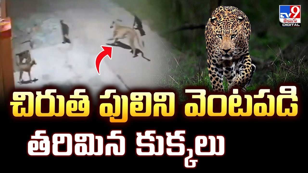 చిరుత పులిని వెంటపడి తరిమిన కుక్కలు వీడియో