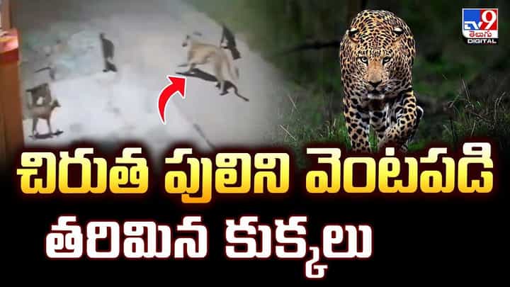 చిరుత పులిని వెంటపడి తరిమిన కుక్కలు వీడియో చిరుత పులిని వెంటపడి తరిమిన కుక్కలు వీడియో