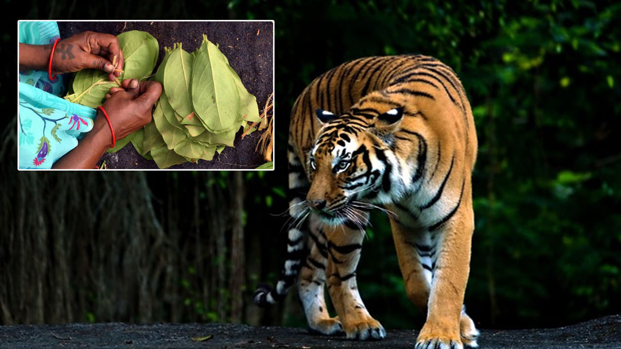 Tiger Attack: బీడీ ఆకుల కోసం వెళ్లిన మహిళను చంపిన పులి..! ఆపై ఆడవిలోకి ఈడ్చుకెళ్లి.. తినేసి..