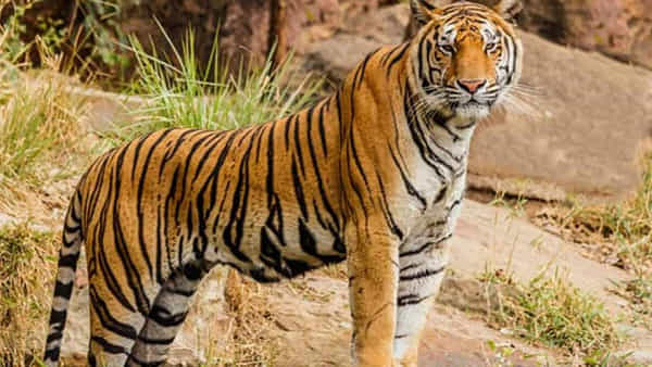 Andhra Pradesh: నంద్యాల జిల్లలో పెద్దపులి కలకలం.. ఆవులపై వరస దాడులు.. కన్నీరు పెడుతున్న రైతన్నలు