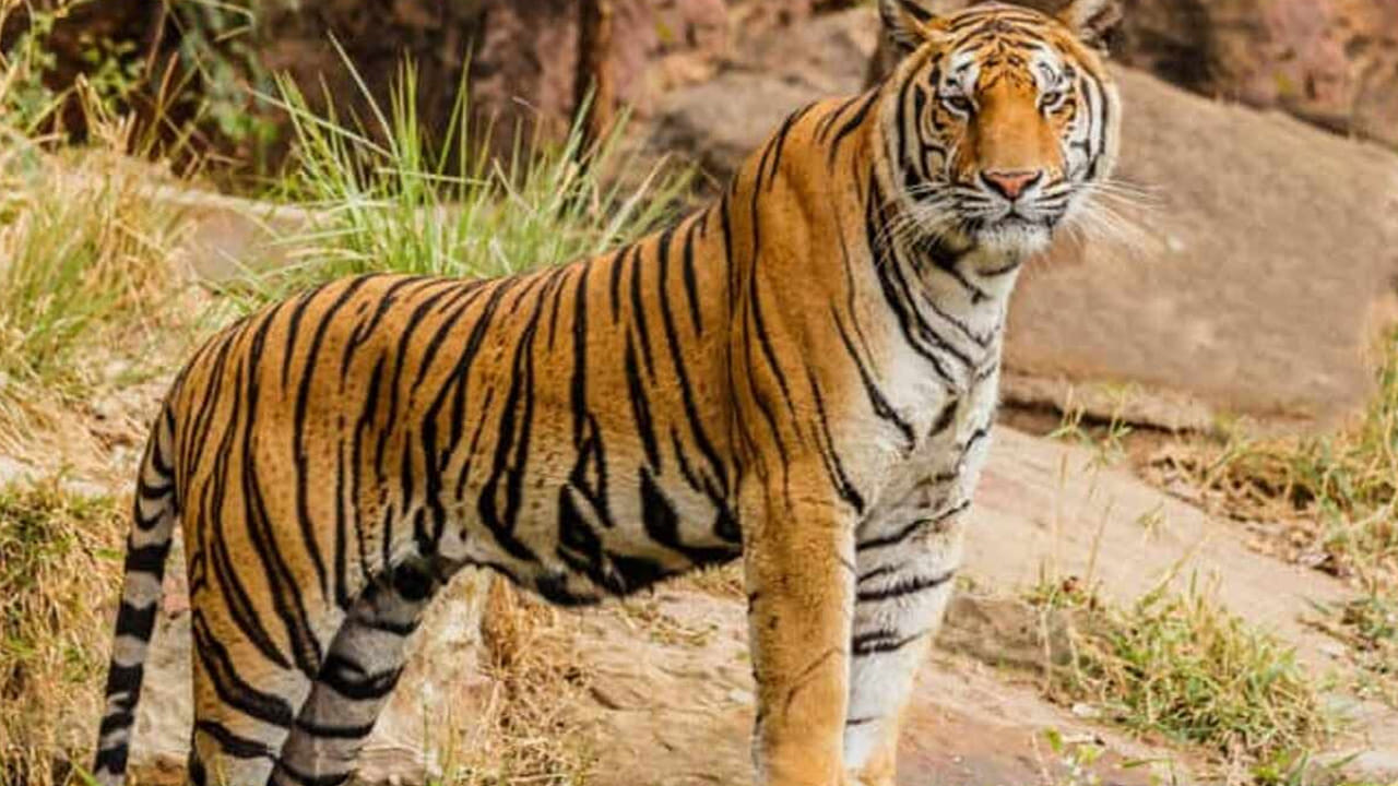 Andhra Pradesh: నంద్యాల జిల్లలో పెద్దపులి కలకలం.. ఆవులపై వరస దాడులు.. కన్నీరు పెడుతున్న రైతన్నలు