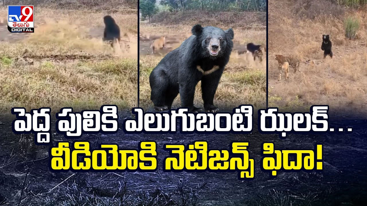 పెద్ద పులికి ఎలుగుబంటి ఝలక్‌.. వీడియోకి నెటిజన్స్‌ ఫిదా వీడియో