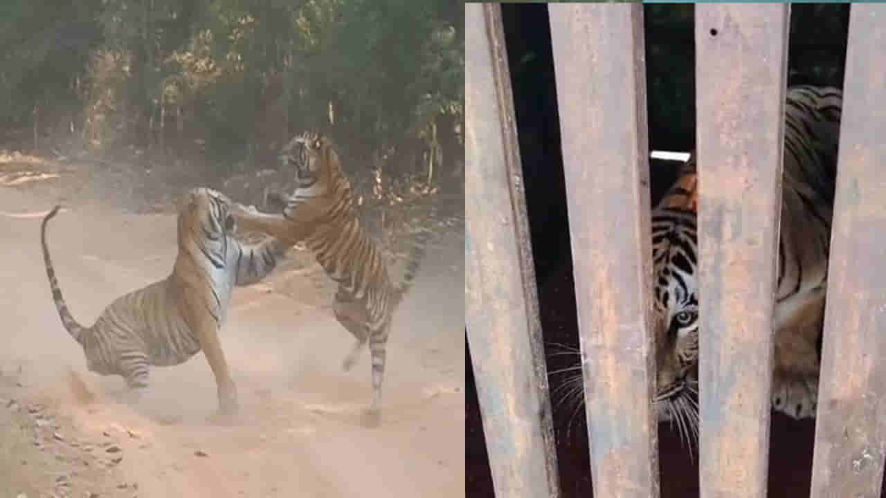 ఎరక్కపోయి ఇరుక్కుపోయిన బెబ్బులి.. టెరిటోరియల్ ఫైట్‌లో టైగర్ ‘బ్రహ్మ’ మృతి!