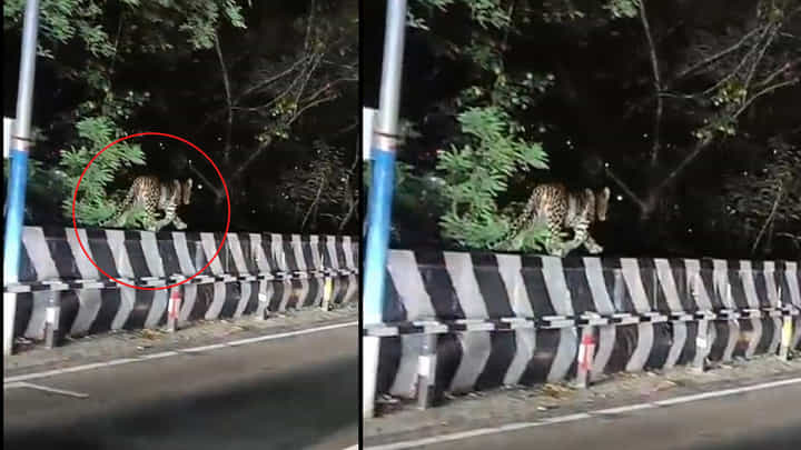 Tirumala: శ్రీవారి నామస్మరణతో ఘాట్ రోడ్డులో వెళ్తున్న భక్తులు.. వారి కంటపడింది చూడగా Tirumala: శ్రీవారి నామస్మరణతో ఘాట్ రోడ్డులో వెళ్తున్న భక్తులు.. వారి కంటపడింది చూడగా