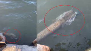 Viral Video: కూల్‌గా వచ్చి.. పని కానిచ్చింది.! కట్ చేస్తే.. సీసీటీవీలో వెలుగులోకి షాకింగ్ దృశ్యం