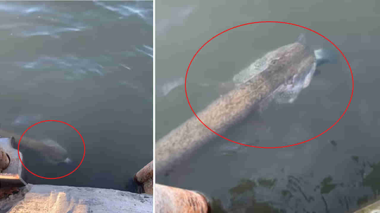 Viral Video: సరదాగా చేపలు పట్టేందుకు వచ్చాడు.. తీరా నీటిలో కనిపించింది చూడగా