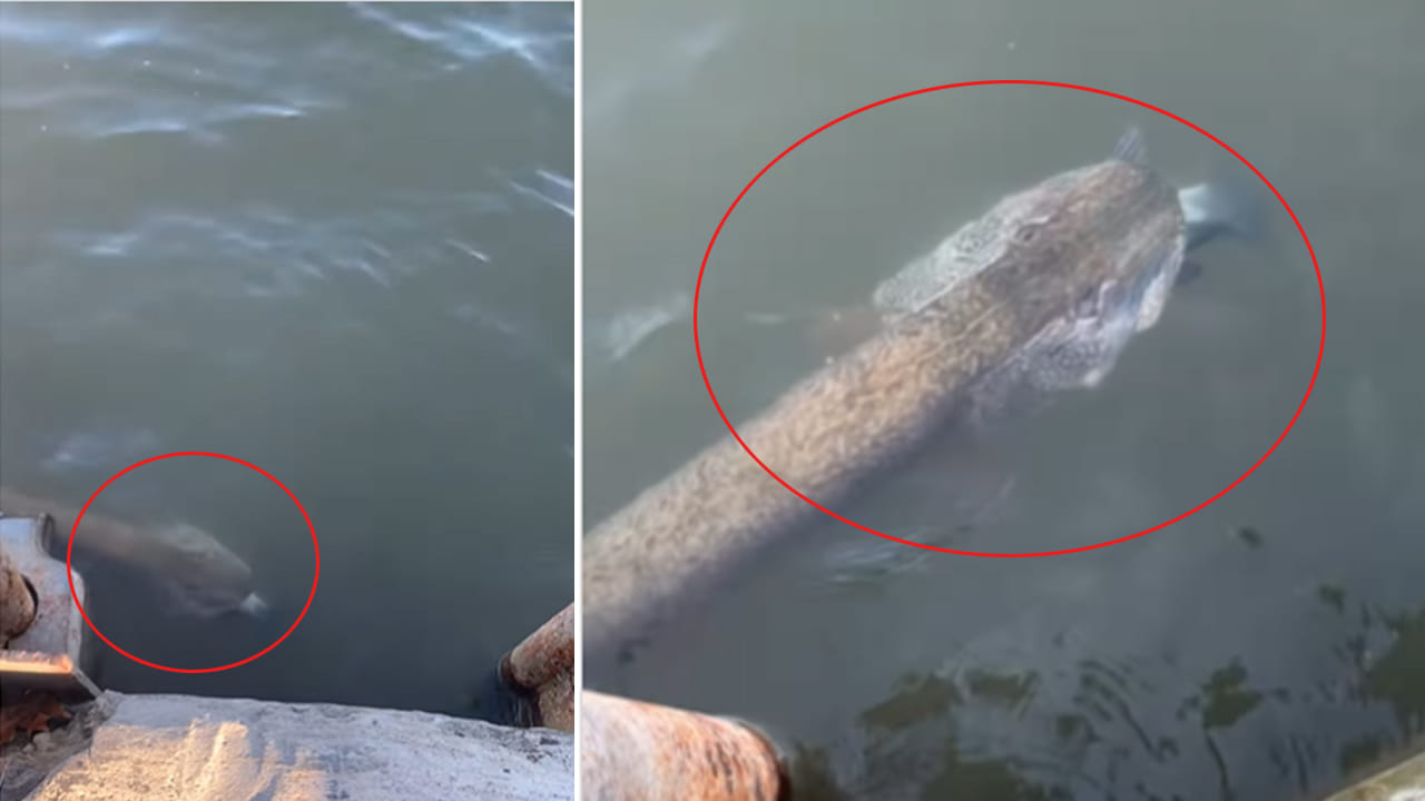 Viral Video: సరదాగా చేపలు పట్టేందుకు వచ్చాడు.. తీరా నీటిలో కనిపించింది చూడగా