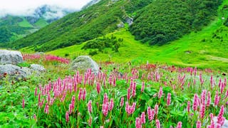 ఒంట్లో చెత్తంతా బయటికి పోవాలంటే ఈ టీ తాగాల్సిందే.. కాలేయం కూడా ఆరోగ్యంగా ఉంటుంది..!