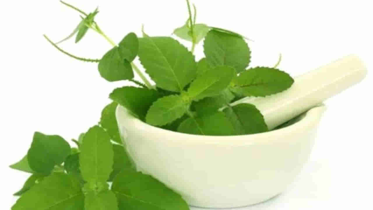 Tulasi Benefits: పది కాలాల పాటు గుండె ఆరోగ్యంగా ఉండాలా.. తులసి ఆకులను ఇలా తీసుకోండి..