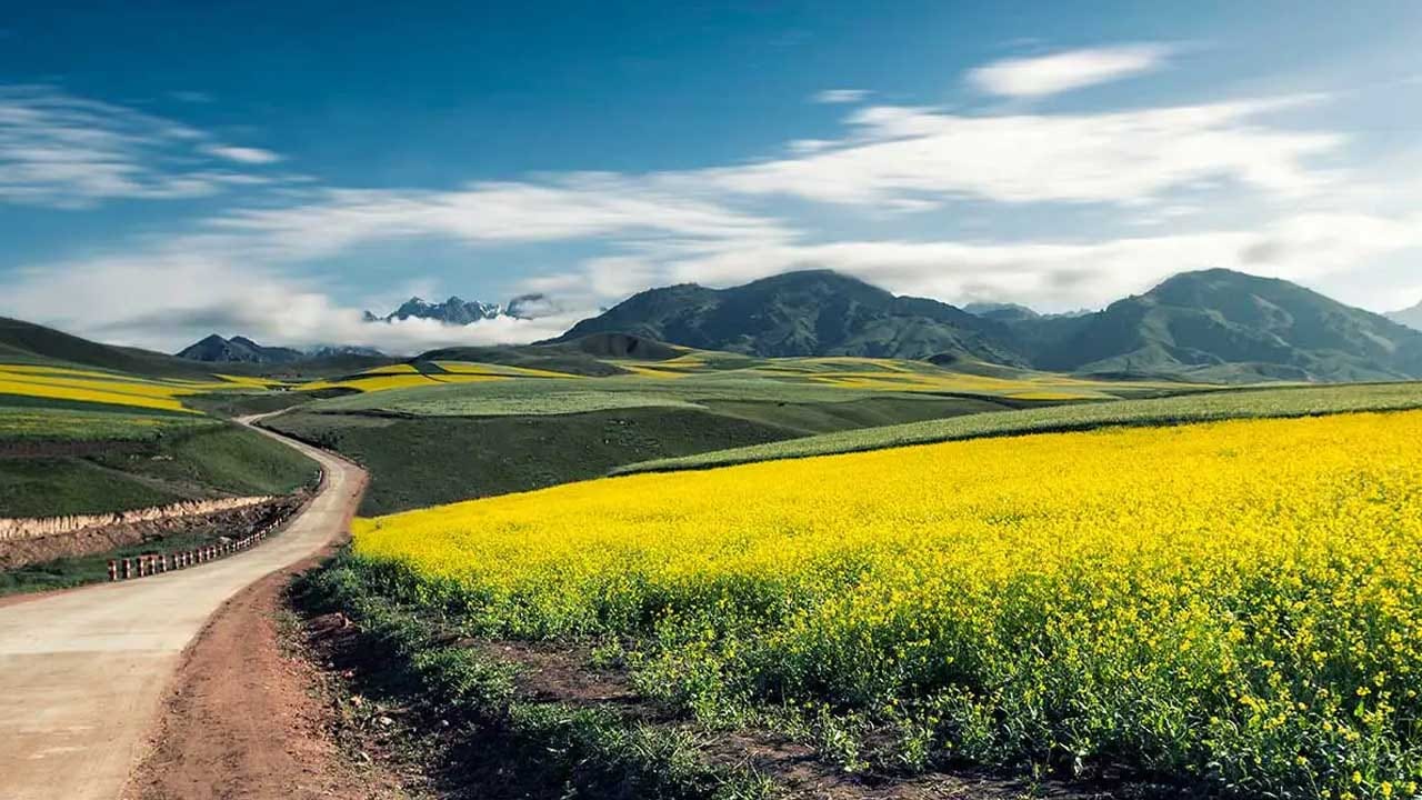 చాలా మంది పచ్చని పొలాల్లో ఎంజాయ్ చేయాలని అనుకుంటారు. అలాంటి వారికి షాంగర్ బెస్ట్ ప్లేస్. ఇక్కడికి వెళ్లాలి అంటే ఢిల్లీ నుంచి త్వరగా వెళ్ల వచ్చు. ఇక్కడి ప్రతి ప్లేస్ అద్భుతంగా ఉంటుంది. చుట్టూ కొండలు, పచ్చని పర్వతాలు, సాంప్రదాయమైన ఇళ్లులు అందరినీ ఆకట్టుకుంటాయి.