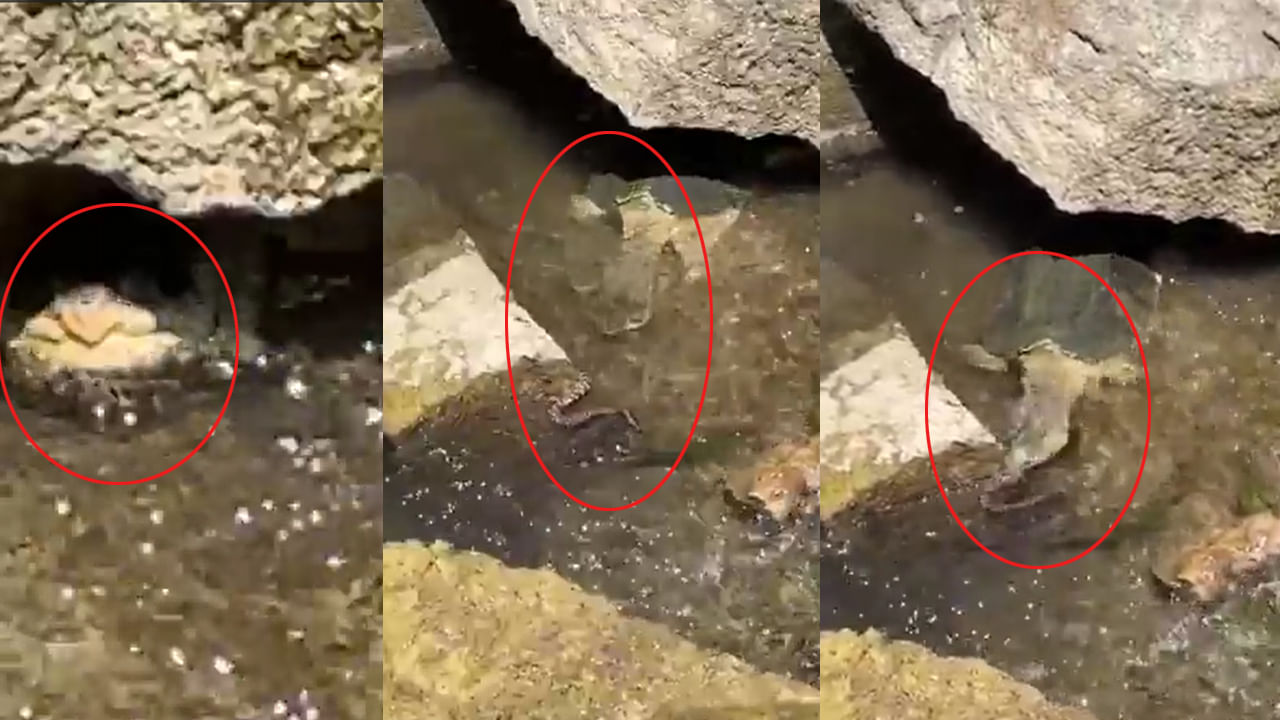 Viral Video: అమ్మ బాబోయ్.. పామును అమాంతం మింగేసిన తాబేలు.. వీడియో చూస్తే షాకే