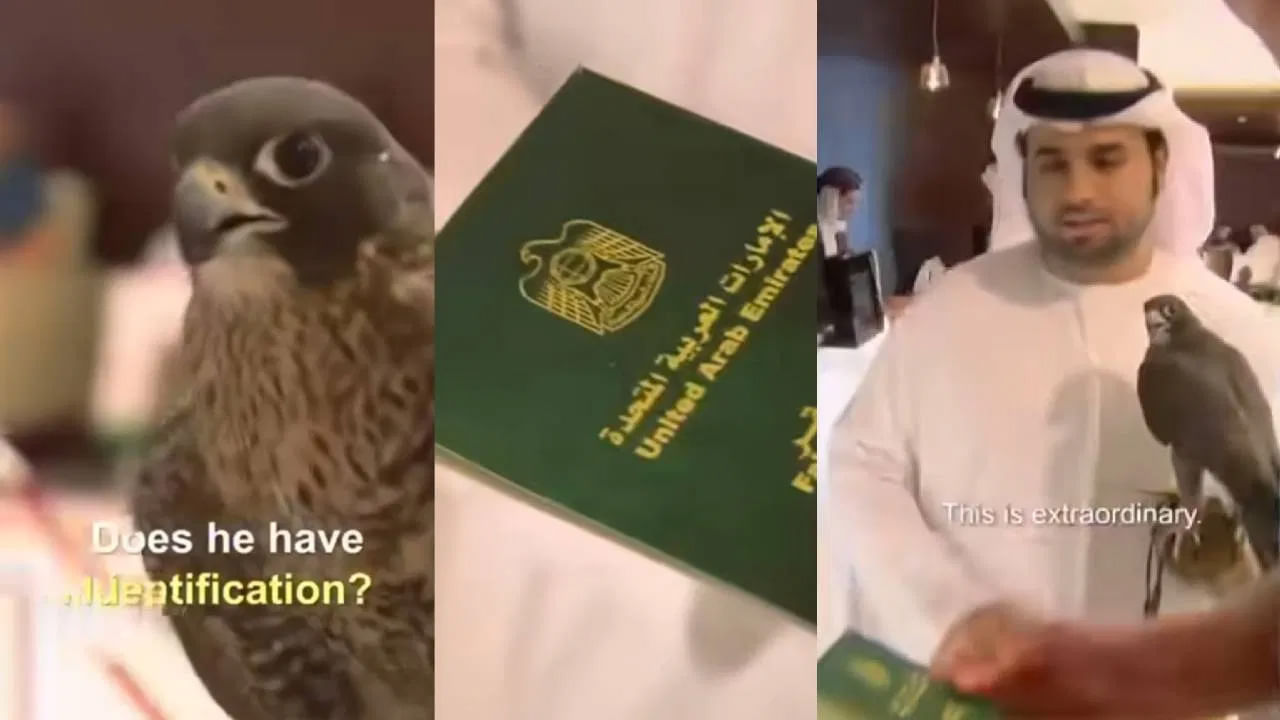 ఇది విన్నారా.. విదేశాలకు వెళ్లేందుకు గద్దకు పాస్‌పోర్ట్‌ మంజూరు చేసిన దేశం!