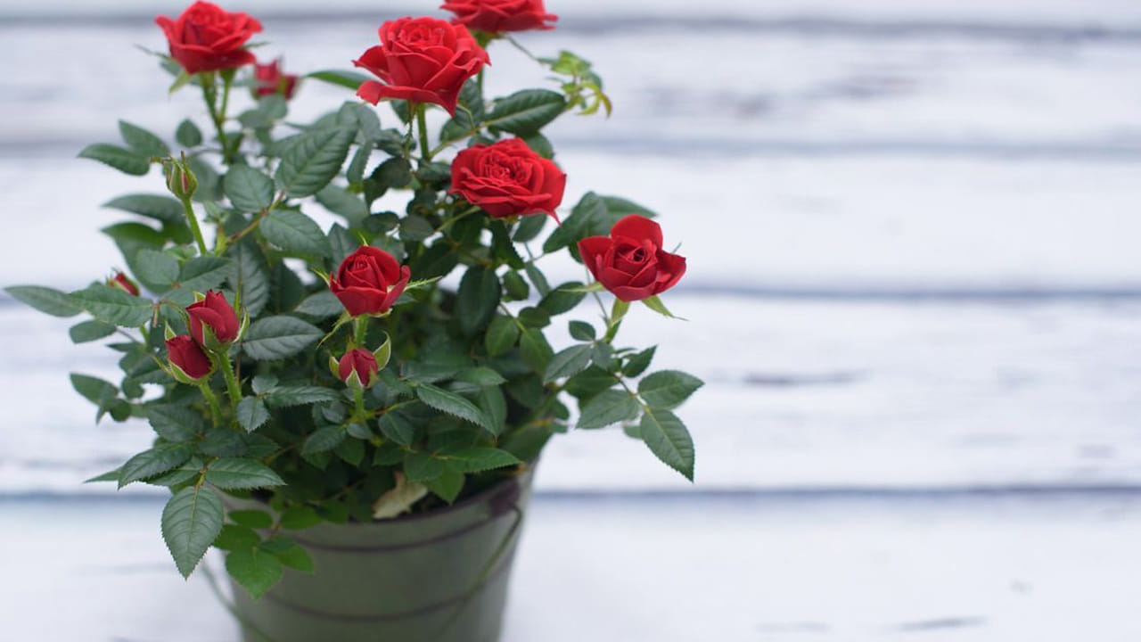 గులాబీలు అందం, సువాసనతో ప్రతి ఒక్కరినీ ఆకర్షిస్తాయి. ప్రతి ఇంట్లో కనిపించే, ఇష్టపడే పువ్వులలో ఒకటి. గులాబీ మొక్క ముళ్ళ మొక్క అయినా సరే.. గులాబీ పువ్వులు అందంగా ఉండి కనువిందు చేస్తాయి. ఈ గులాబీ పువ్వుల్లో అనేక రకాలున్నాయి. అయితే ఇంట్లో గులాబీ రంగు, ఎరుపు రంగు, తెలుపు గులాబీ కనిపిస్తాయి. పురాతన శాస్త్రమైన వాస్తు శాస్త్రం ప్రకారం కాక్టస్ వంటి ముళ్ళ మొక్కలను ఇంట్లో పెంచుకోవడం నిషేధం. అయినా సరే గులాబీ మొక్కకు మినహాయింపు ఉంది. అంతేకాదు గులాబీ మొక్కను పెంచుకోవడానికి కొన్ని వాస్తు నియమాలున్నాయి. ఈ రోజు అవి ఏమిటో తెలుసుకుందాం..