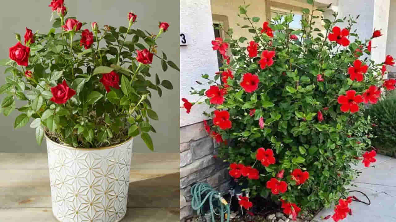 Vastu Tips: ఇంట్లో ఎరుపు రంగు పూల మొక్కలు పెంచుతున్నారా.. ఈ దిక్కులో ఉంటే అన్నీ సమస్యలే..