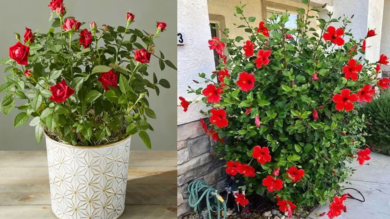 Vastu Tips: ఇంట్లో ఎరుపు రంగు పూల మొక్కలు పెంచుతున్నారా.. ఈ దిక్కులో ఉంటే అన్నీ సమస్యలే..