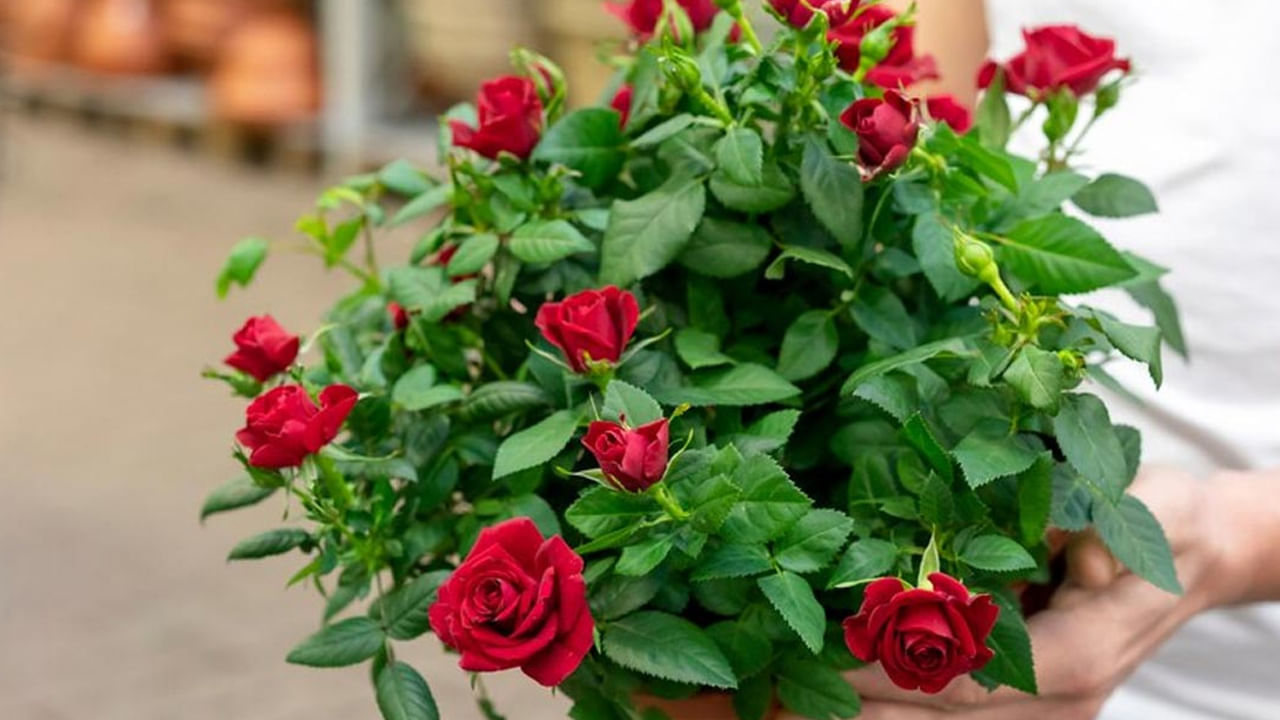 ఇంట్లో లేదా ఇంటి ఆవరణలో నైరుతి దిశలో గులాబీ మొక్కలను ఉంచడం వల్ల ప్రయోజనకరంగా ఉంటుంది. గులాబీ వంటి పుష్పించే మొక్కలను ఇంటి నైరుతి మూలలో పెంచాలి.