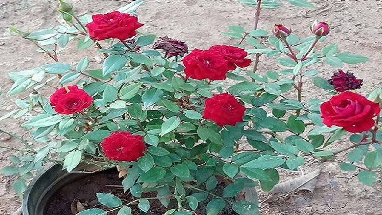 కొంతమంది గులాబీ మొక్కలను ఇంట్లో కూడా పెంచుకుంటారు. అయితే ఇలా ఇంటి లోపల గులాబీ మొక్కను ఉంచినప్పుడు సూర్య కాంతి పడేలా పెట్టాలి. గులాబీ మొక్కలు వికసించడానికి ప్రత్యక్ష సూర్యకాంతి అవసరం. కనీసం ఆరు గంటల పాటు గులాబీ మొక్కకు సూర్యకాంతి అవసరం. దక్షిణ లేదా పశ్చిమానికి ఎక్స్పోజర్ ఉన్న కిటికీల్లో గులాబీ మొక్కలను పెంచుకోవడానికి అనుకూలంగా ఉంటుంది.