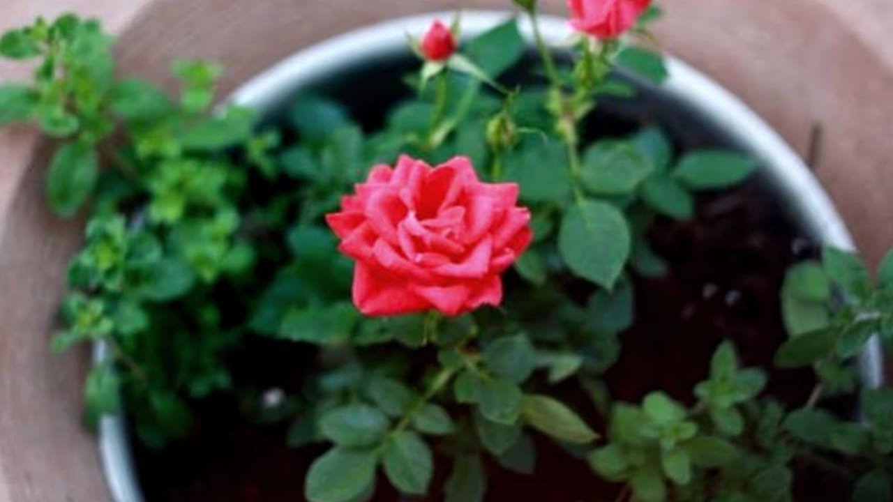 ఇంటి లోపల గులాబీ మొక్కలు ఉంటే సాలీడు పురుగులు ఉండే అవకాశం ఉంది. కనుక గులాబీ మొక్కలను సాలెపురుగులకు దూరంగా ఉంచండి. నీటితో తడిసిన గులకరాళ్ళ ట్రే పైన గులాబీ మొక్కను ఉంచండి. నీరు ఆవిరైపోతున్న కొద్దీ తేమ పెరుగుతుంది.