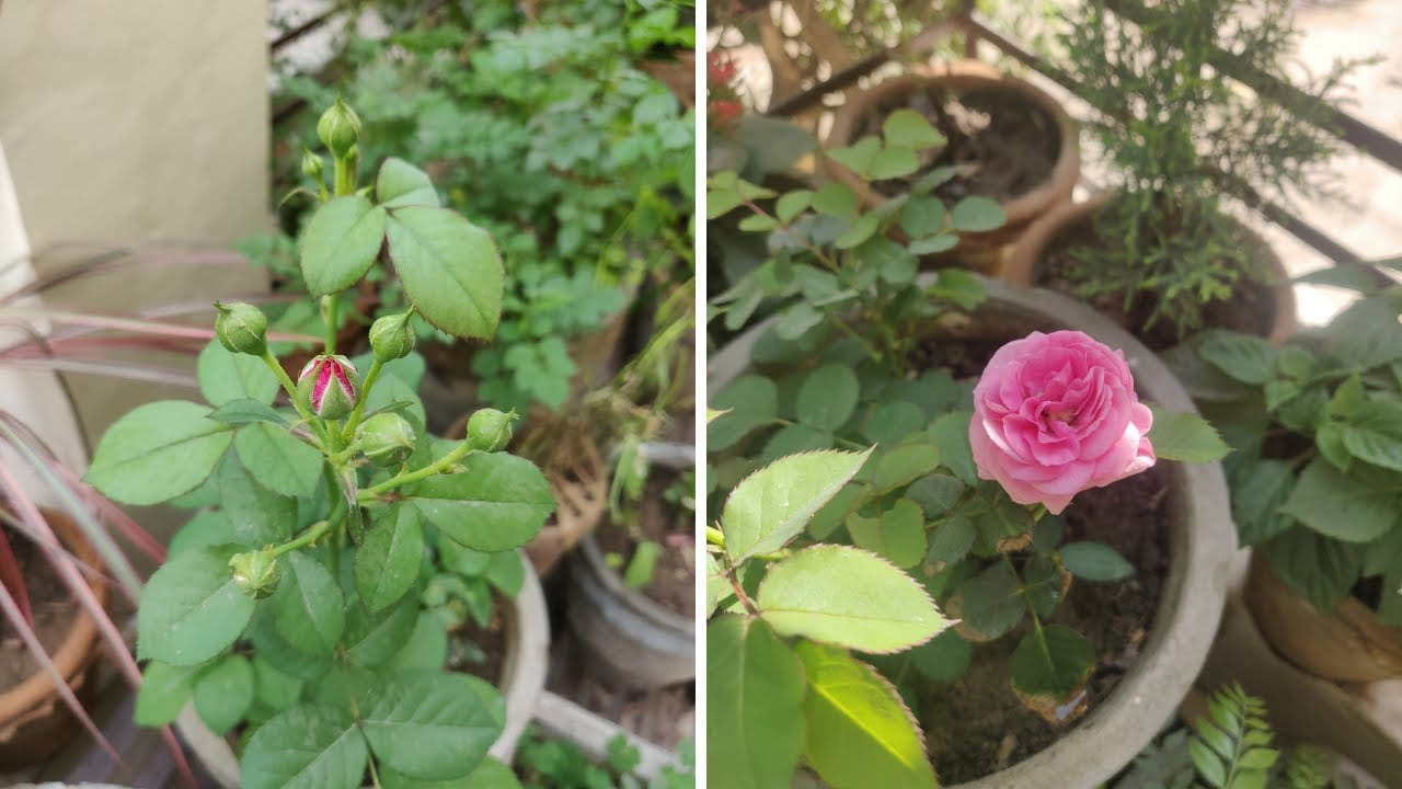 అయితే ఎరుపు రంగు గులాబీ పువ్వులను లేదా ఎరుపు రంగుపుష్పాల మొక్కలను పెంచుకోవడానికి దక్షిణం కూడా మంచి దిశ. ఇది ఇంటి యజమాని సామాజిక ప్రతిష్టను పెంచుతుందని భావిస్తారు.