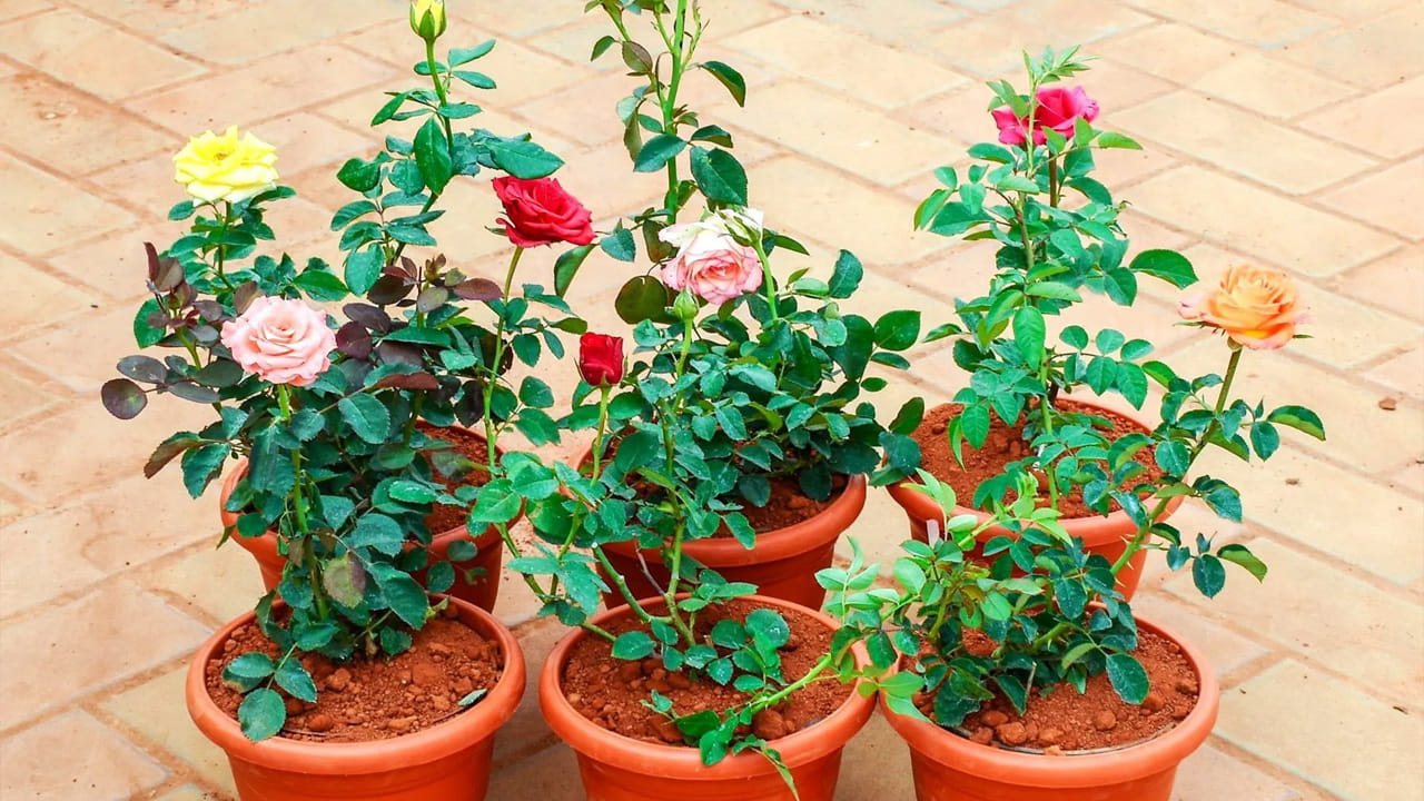 వాస్తు శాస్త్రంలో గులాబీ మొక్కను పవిత్రమైనదిగా భావిస్తారు. గులాబీని ప్రేమకు చిహ్నంగా చెబుతారు. మరోవైపు జ్యోతిషశాస్త్రంలో గులాబీ పువ్వు లక్ష్మీ దేవికి చిహ్నంగా సూచిస్తారు. వాస్తు శాస్త్రం ప్రకారం ఇంట్లో గులాబీలు నాటడం వల్ల డబ్బు కొరత ఉండదు