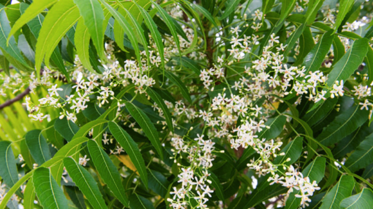 Astro Tips for Neem: శని లేదా రాహు-కేతువు దోషాలతో ఇబ్బంది పడుతున్నారా.. ఇంటి ఆవరణలో ఈ మొక్కని పెంచండి..