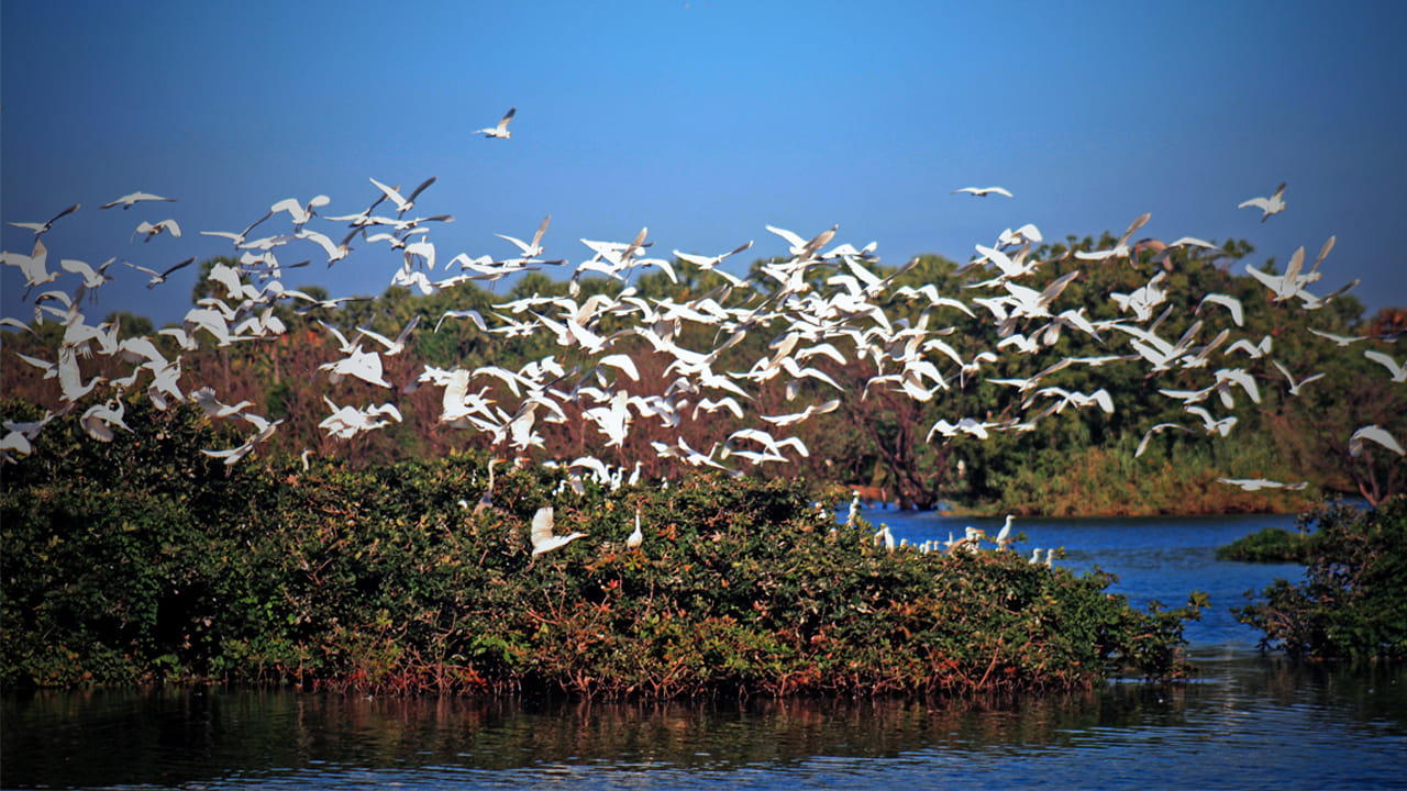 వేదంతంగల్ పక్షి అభయారణ్యం: ప్రకృతి ప్రేమికులకు ఆసక్తి కలిగించే మరో ప్రదేశం చెన్నైకి నైరుతి దిశలో 85 కిలోమీటర్ల దూరంలో ఉన్న వేదంతంగల్ పక్షి అభయారణ్యం. 1798లో స్థాపించబడిన ఈ అభయారణ్యం  దేశంలోని పురాతన పక్షి అభయారణ్యాలలో ఒకటి. ప్రతి ఏడాది యూరప్, ఉత్తర అమెరికా నుంచి వచ్చే వేలాది వలస పక్షులకు ఆతిథ్యం ఇస్తుంది. అభయారణ్యం అందించే ఎత్తైన చెట్లు, నిస్సారమైన చిత్తడి నేలల కారణంగా ఎగ్రెట్స్, కార్మోరెంట్స్, హెరాన్లను దగ్గరగా చూడవచ్చు.