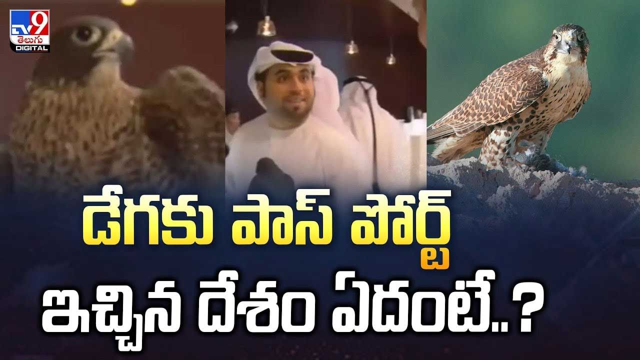 డేగాకు పాస్ పోర్ట్.. ఏ దేశం ఇచ్చిందంటే వీడియో