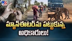 మ్యాన్ఈటర్ ను పట్టుకున్న అధికారులు వీడియో మ్యాన్ఈటర్ ను పట్టుకున్న అధికారులు వీడియో
