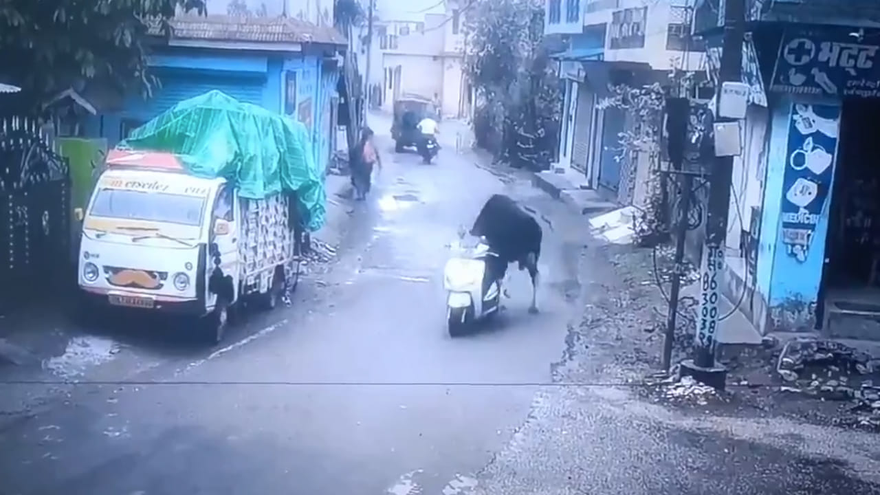 Viral Video: మీరెప్పుడైనా ఆవు స్కూటీ నడపడం చూశారా?.. ఈ వీడియో చూస్తే షాక్ అవుతారు!