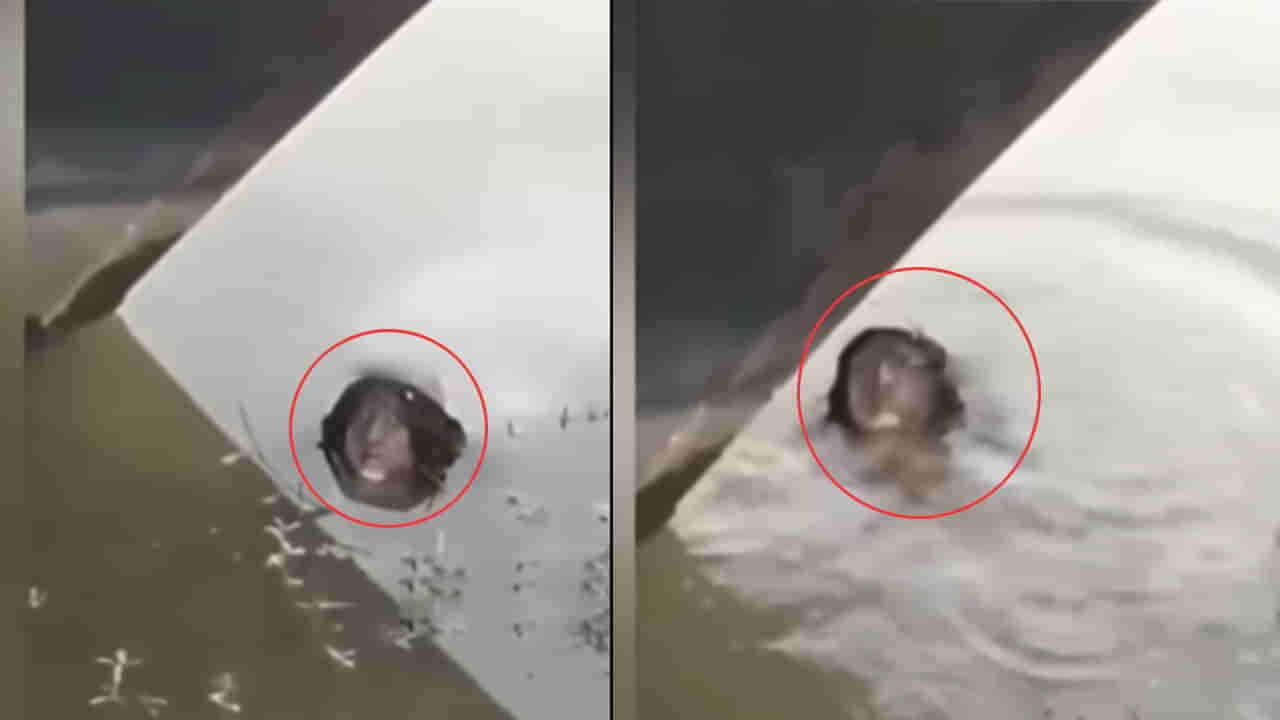 Viral Video: నీటిలో తేలియాడుతున్న మర్మమైన బొమ్మ.. దగ్గరకు వెళ్లి చూడగా.. అమ్మబాబోయ్