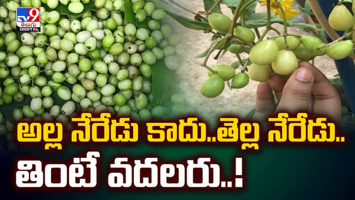 నల్ల నేరేడు కాదు..తెల్ల నేరేడు.. తింటే వదలరు..! నల్ల నేరేడు కాదు..తెల్ల నేరేడు.. తింటే వదలరు..!