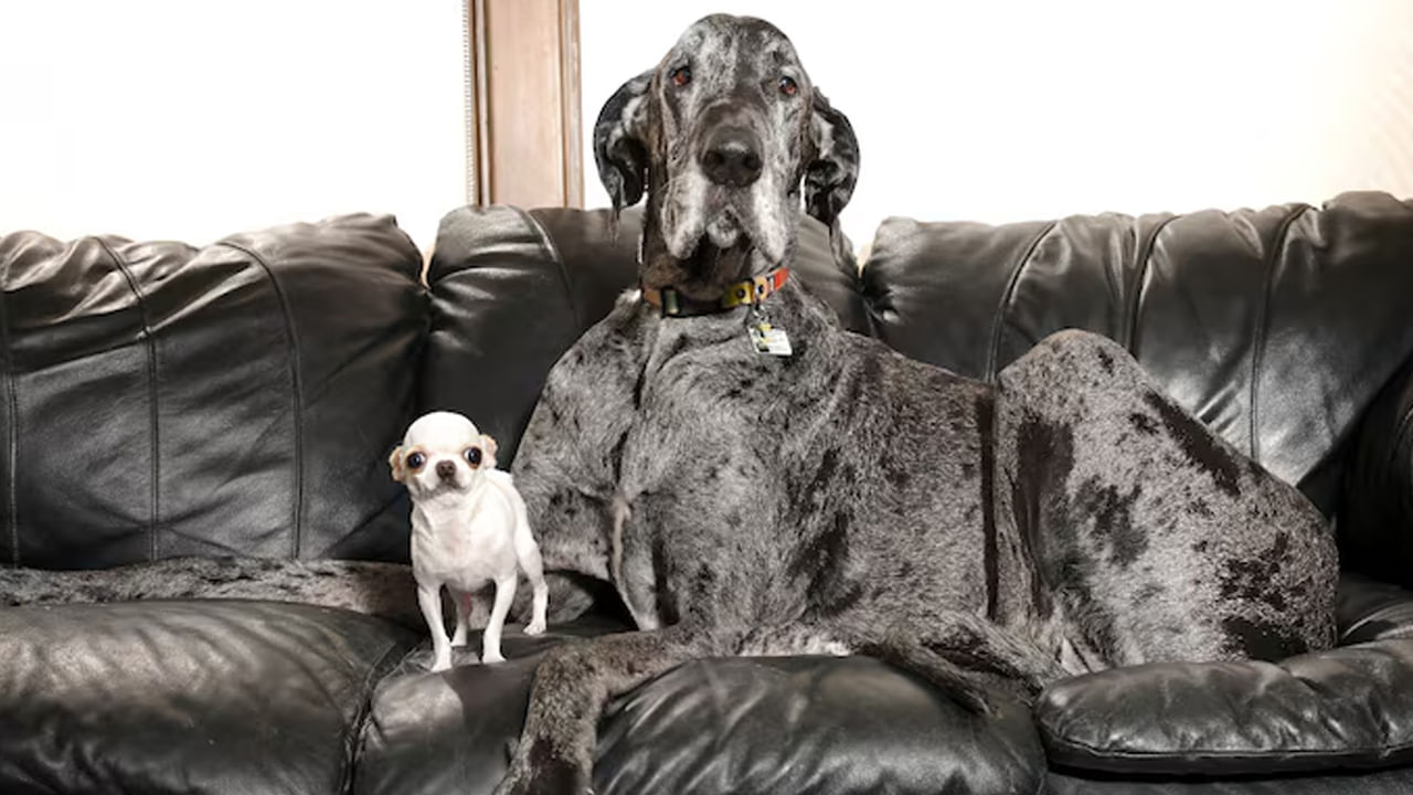 Watch: ప్రపంచంలోనే అతి చిన్న కుక్క, అతిపెద్ద కుక్క కలుసుకున్న వేళ.. ఏం జరిగిందంటే..
