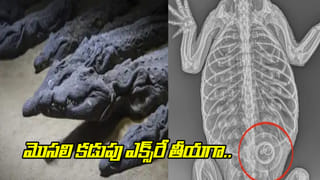 Viral Video: పాము పుట్టకు సమీపంలో ఫోన్ పెట్టి నాగినీ ట్యూన్ ప్లే చేశారు.. కాసేపటికి..