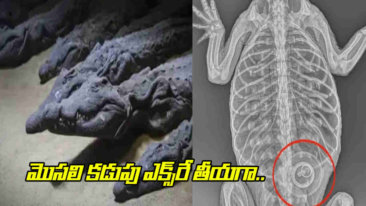 Viral: పురాతన తవ్వకాల్లో బయటపడ్డ మొసలి ఆస్థిపంజరం.. కడుపు ఎక్స్రే తీసి చూడగా