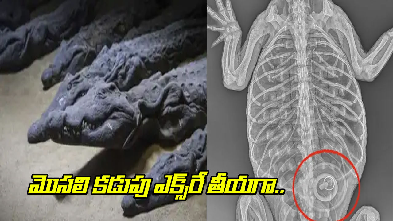 Viral: పురాతన తవ్వకాల్లో బయటపడ్డ మొసలి ఆస్థిపంజరం.. కడుపు ఎక్స్రే తీసి చూడగా