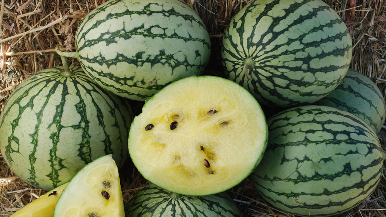 జీర్ణవ్యవస్థను మెరుగుపరుస్తుంది: పసుపు పుచ్చకాయలో మంచి మొత్తంలో ఫైబర్ ఉంది. ఇది జీర్ణక్రియను మెరుగుపరుస్తుంది. ఇది మలబద్ధకం సమస్యను తొలగిస్తుంది. కడుపును శుభ్రంగా ఉంచడంలో సహాయపడుతుంది. అదనంగా ఇది తేలికగా, సులభంగా జీర్ణమవుతుంది. ఇది కడుపు నిండుగా ఉంచుతుంది. గ్యాస్ లేదా అజీర్ణం సమస్య ఉండదు.
