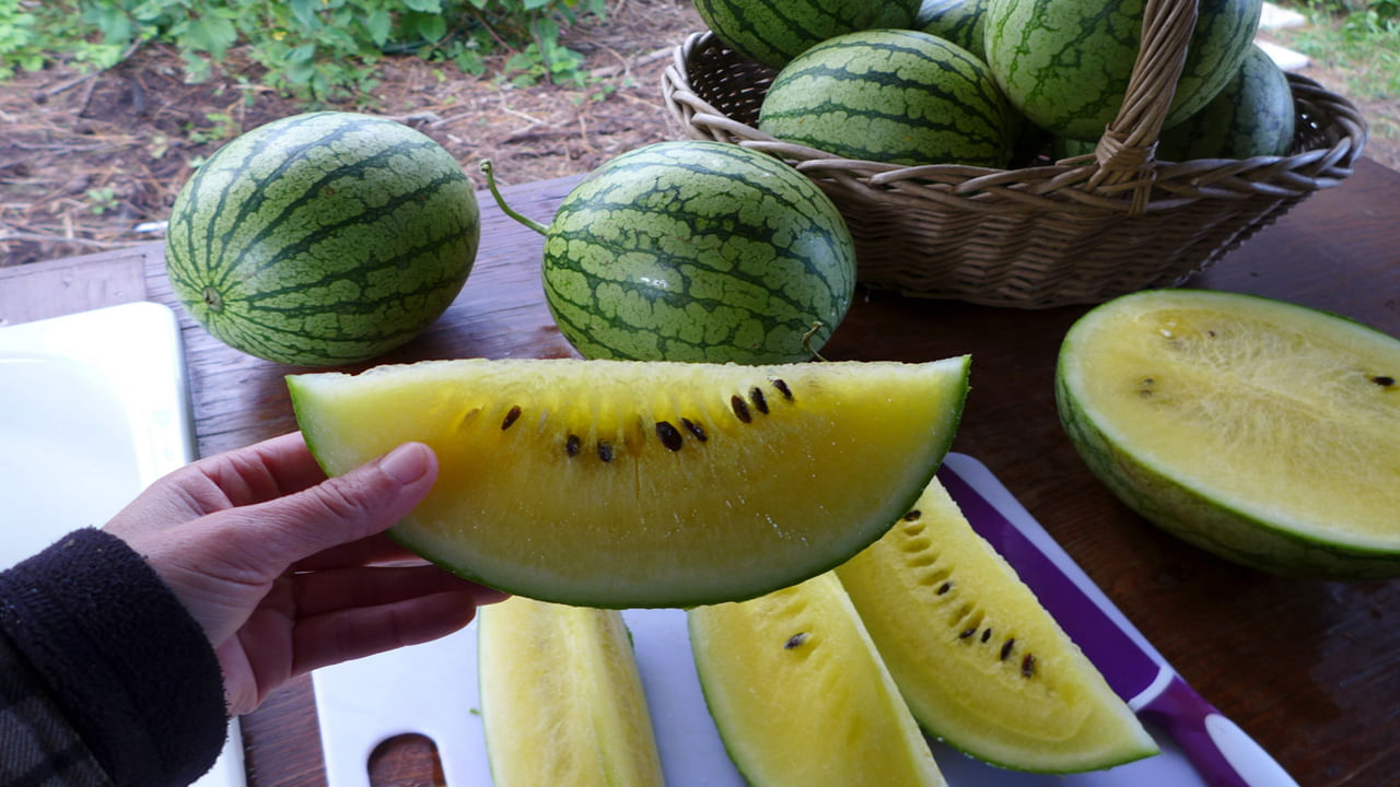 బరువు తగ్గడంలో సహాయం: బరువు తగ్గడానికి ప్రయత్నిస్తున్న వారికి పసుపు పుచ్చకాయ మంచి ఎంపిక. ఇందులో కేలరీలు చాలా తక్కువగా ఉంటాయి. అందుకే కడుపు త్వరగా నిండిపోతుంది. దీన్ని క్రమం తప్పకుండా తీసుకోవడం వల్ల ఆకలి తగ్గుతుంది. తద్వారా తరచుగా తినే కోరికను నియంత్రించుకోవచ్చు. అంతే కాదు ఇది శరీరానికి అవసరమైన పోషణను కూడా అందిస్తుంది.
