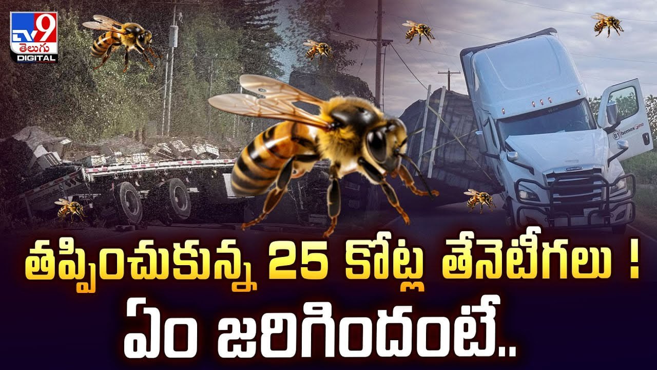 తప్పించుకున్న 25 కోట్ల తేనెటీగలు ! ఏం జరిగిందంటే వీడియో