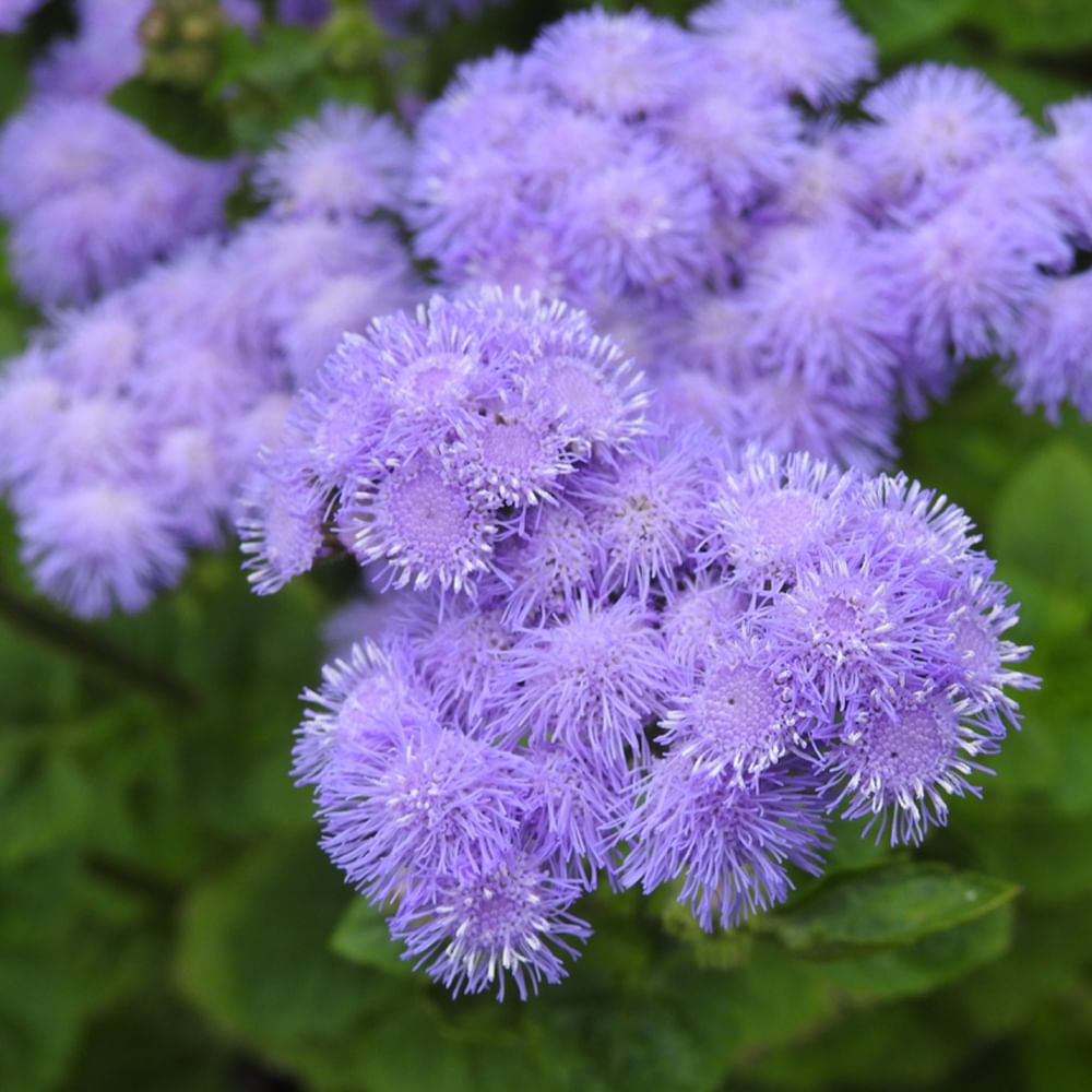 Ageratum Plant