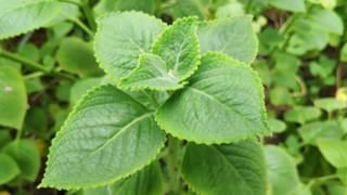 Mixed Alcohol Effects: బీర్, వైన్, విస్కీ కలిపి తాగుతున్నారా..? ఇది ఎంత డేంజరో తెలుసా..?