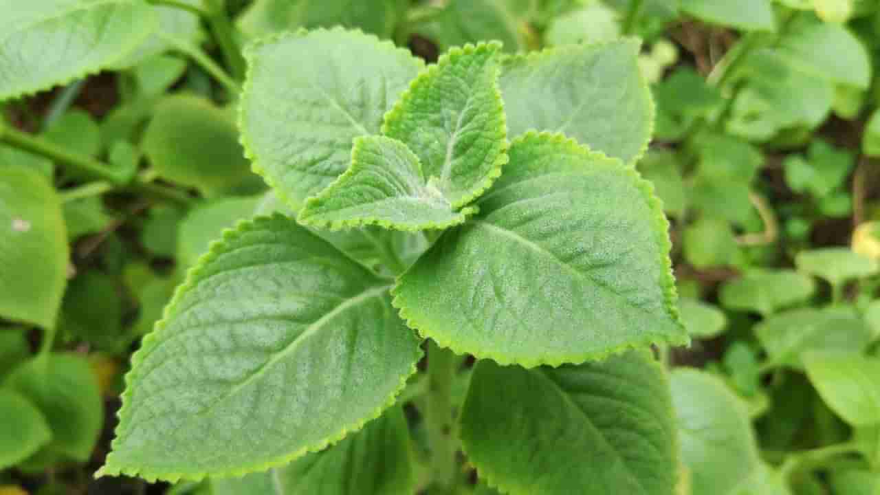 యాపిల్ కన్నా 10 రెట్లు ఎక్కువ ప్రయోజనాలు.. రోజు 4 ఆకులు తింటే చాలు..!