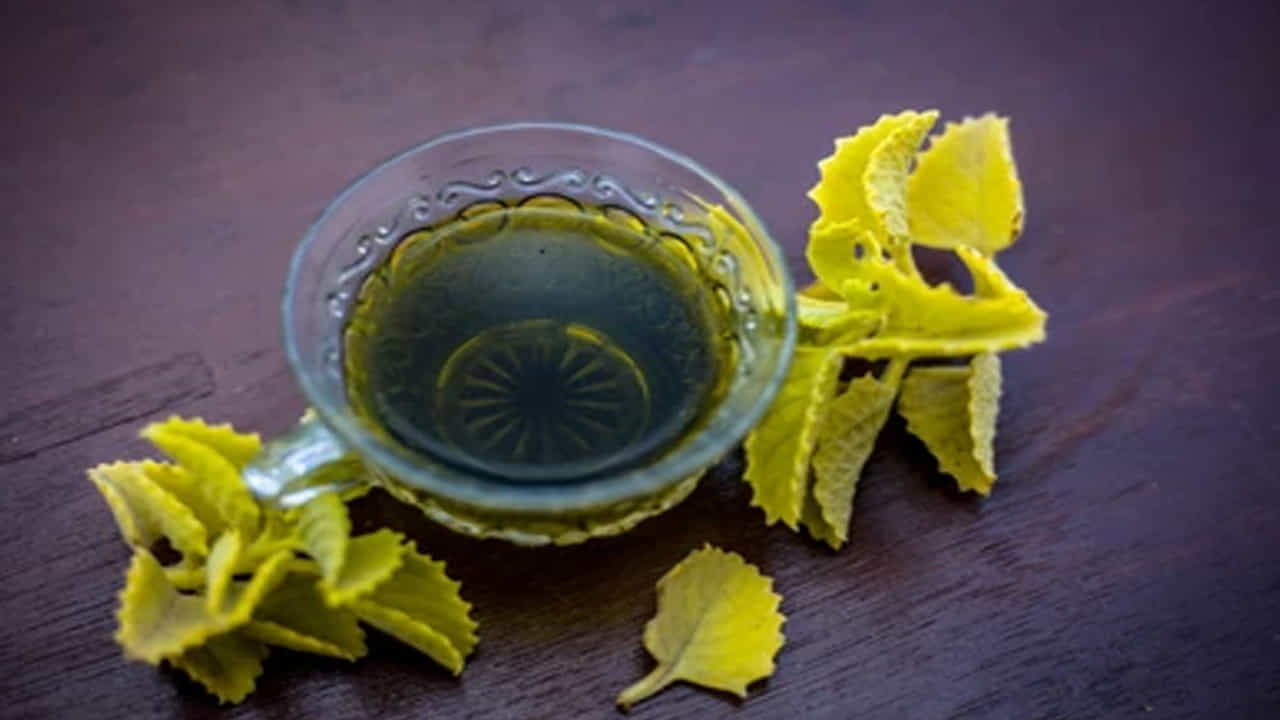 Ajwain Leaves