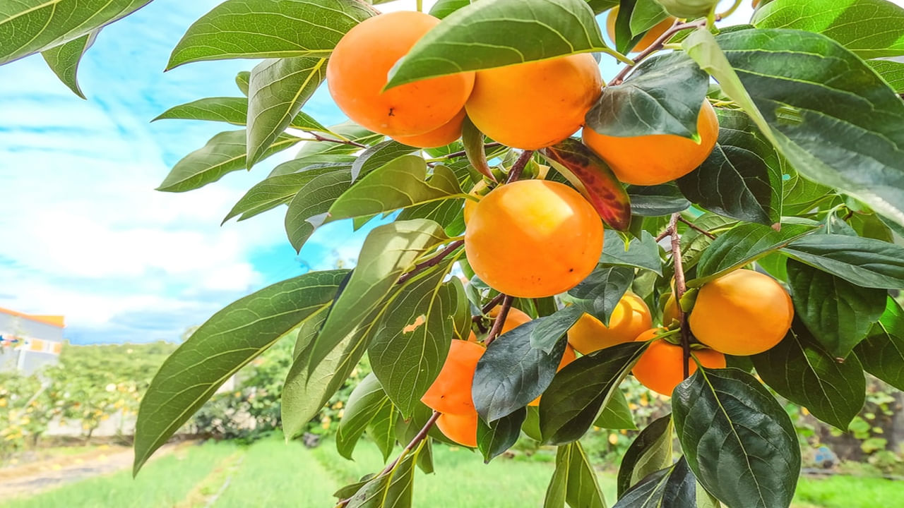 అమెరికన్ ఖర్జూరం‌లో విటమిన్ సీ పుష్కలంగా లభిస్తుంది. అంతేకాదు, రోగనిరోధక శక్తిని పెంచడానికి ఇన్ఫెక్షన్లతో పోరాడటానికి సహకరిస్తుంది. సీజనల్ వ్యాధులు ప్రబలే సమయంలో శరీరానికి అవసరమైన యాంటీఆక్సిడెంట్‌ను అందిస్తోంది.