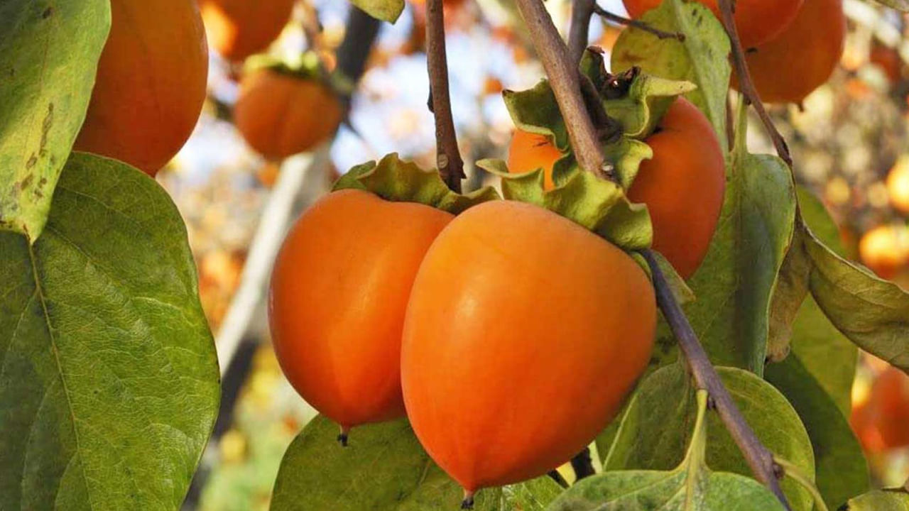 ఈ అమెరికన్ ఖర్జూరంలో బర్ అండ్ ఫ్లేవనాయిడ్స్ వంటి మొక్కల సమ్మేళనాలు సమృద్ధిగా ఉంటాయి. చెడు కొలెస్ట్రాల్ను తగ్గించడానికి, వాపును తగ్గించడానికి సహాయపడుతుంది. అలాగే గుండె దృఢంగా తయారవుతుంది. రక్తపోటును అదుపులో ఉంచుతుంది.