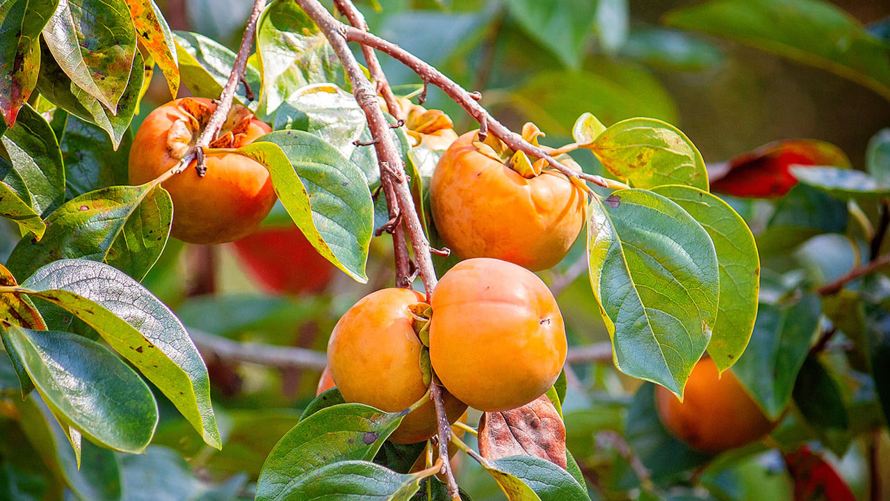 ప్రేగు కదలికలకు...సక్రమంగా పనిచేసేందుకు ఈ అమెరికన్ ఖర్జూరం ఉపయోగపడుతుంది. ఈ పండులో ఉండే ఫైబర్ మలబద్ధకాన్ని తగ్గిస్తుంది. అలాగే జీర్ణవ్యవస్థలోని మంచి బ్యాక్టీరియాను పోషిస్తుంది. దంతాలను కూడా శుభ్రపరుస్తుంది. నోటిని తాజాగా ఉంచుతుంది. అమెరికన్ ఖర్జూరంలో కేలరీలు తక్కువగానూ.. ఫైబర్ అధికంగా ఉంటుంది. దీని వల్ల చక్కెర లేదా కొవ్వును తీసుకోకుండా కడుపు నిండిన అనుభూతిని కలిగిస్తాయి. 