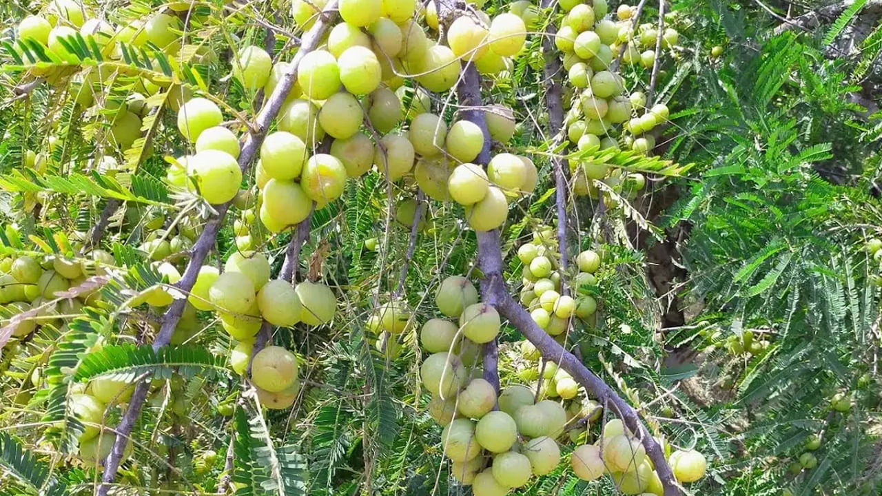 వాస్తు నిపుణుల అభిప్రాయం ప్రకారం..  ఉసిరి చెట్టును దేవతల నివాసంగా నమ్ముతారు. అలాగే ఉసిరి చెట్టు, ఉసిరి కాయలను విష్ణుమూర్తికి ఇష్టమైన వాటిగా పరిగణిస్తారు. వాస్తు ప్రకారం.. ఇంటికి ఉత్తరం లేదా తూర్పు దిశలో ఉసిరి చెట్టును నాటాలి. ఈ దిశలో ఉన్న ఉసిరి చెట్టును పెంచటం చాలా పవిత్రంగా భావిస్తారు. 