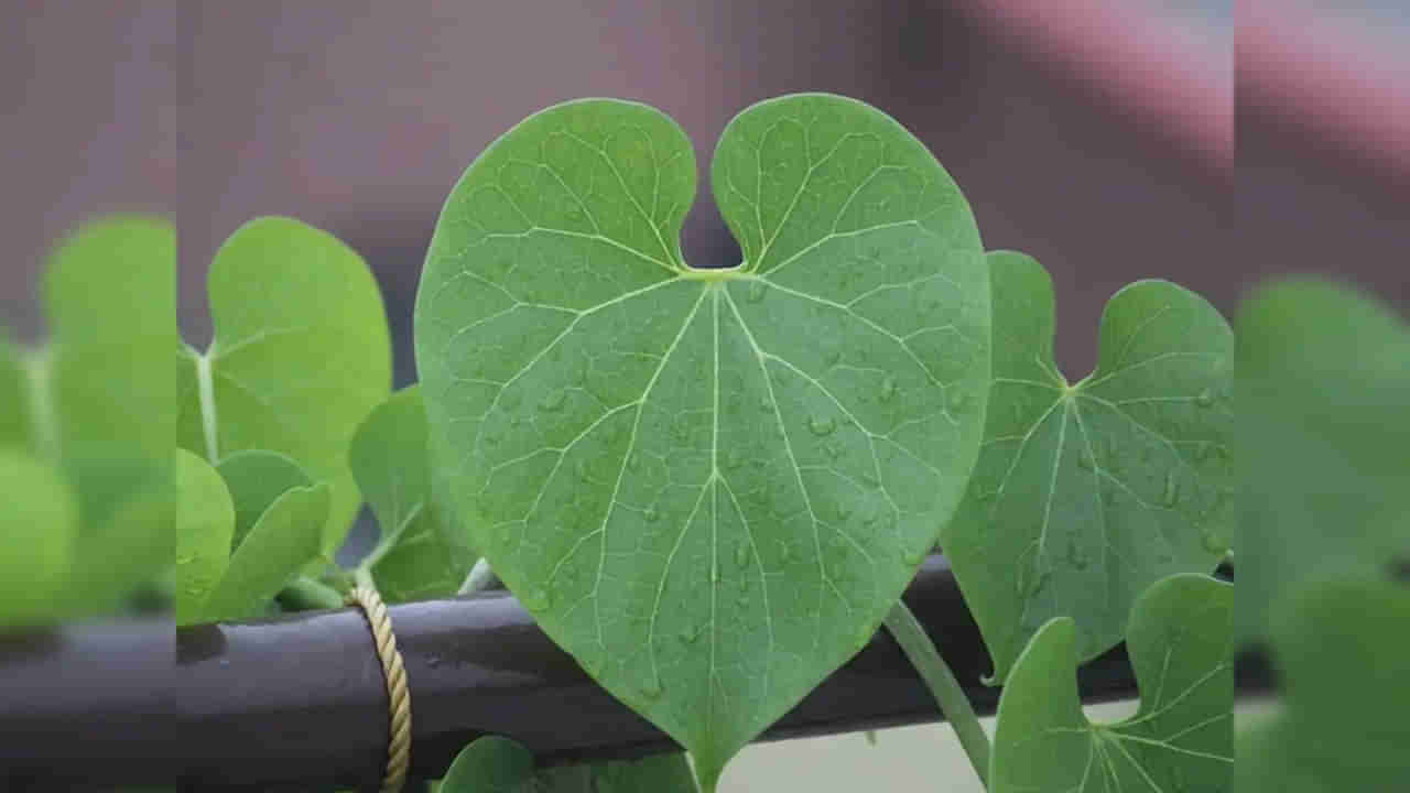 Ayurvedic Medicine: దీన్ని చూసి పిచ్చి మొక్క అనుకునేరు.. ఎన్నో రోగాలకు దివ్యౌషధం!