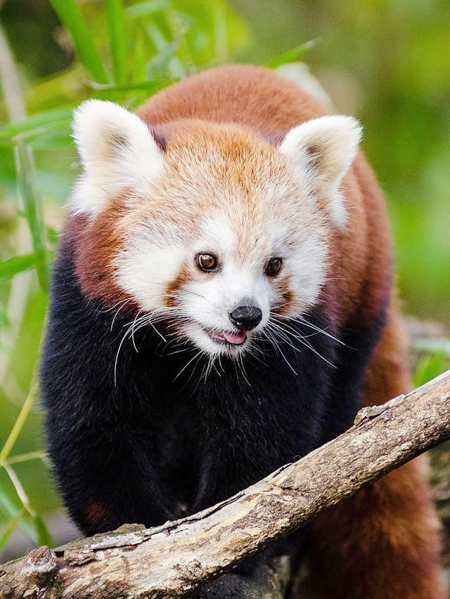 వీటిని మళ్లీ చూడలేమేమో.. కనుమరుగయ్యే దశలో ఉన్న జంతువులివే!