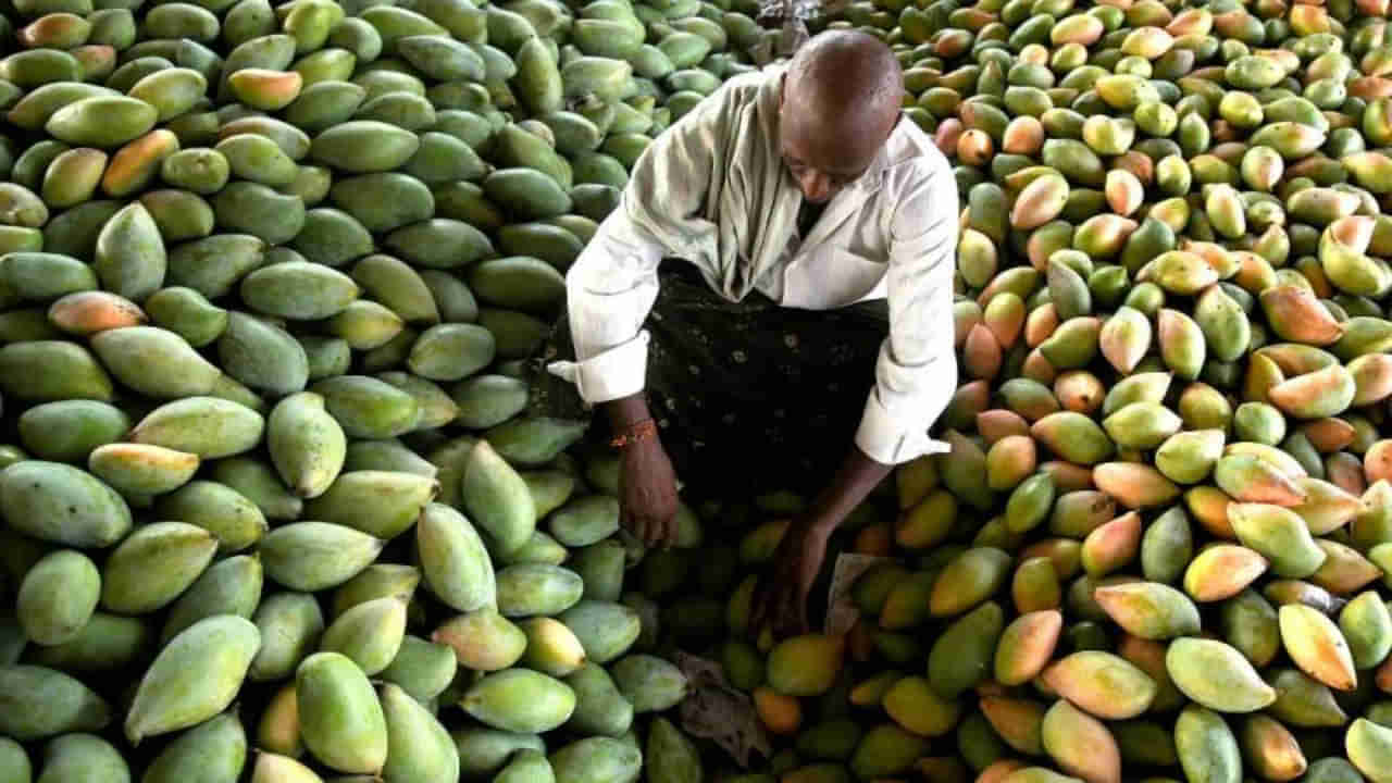 AP News: రాజకీయ అస్త్రంగా మామిడి రైతు గోస.. ధర పతనానికి కారణం అదేనా..?